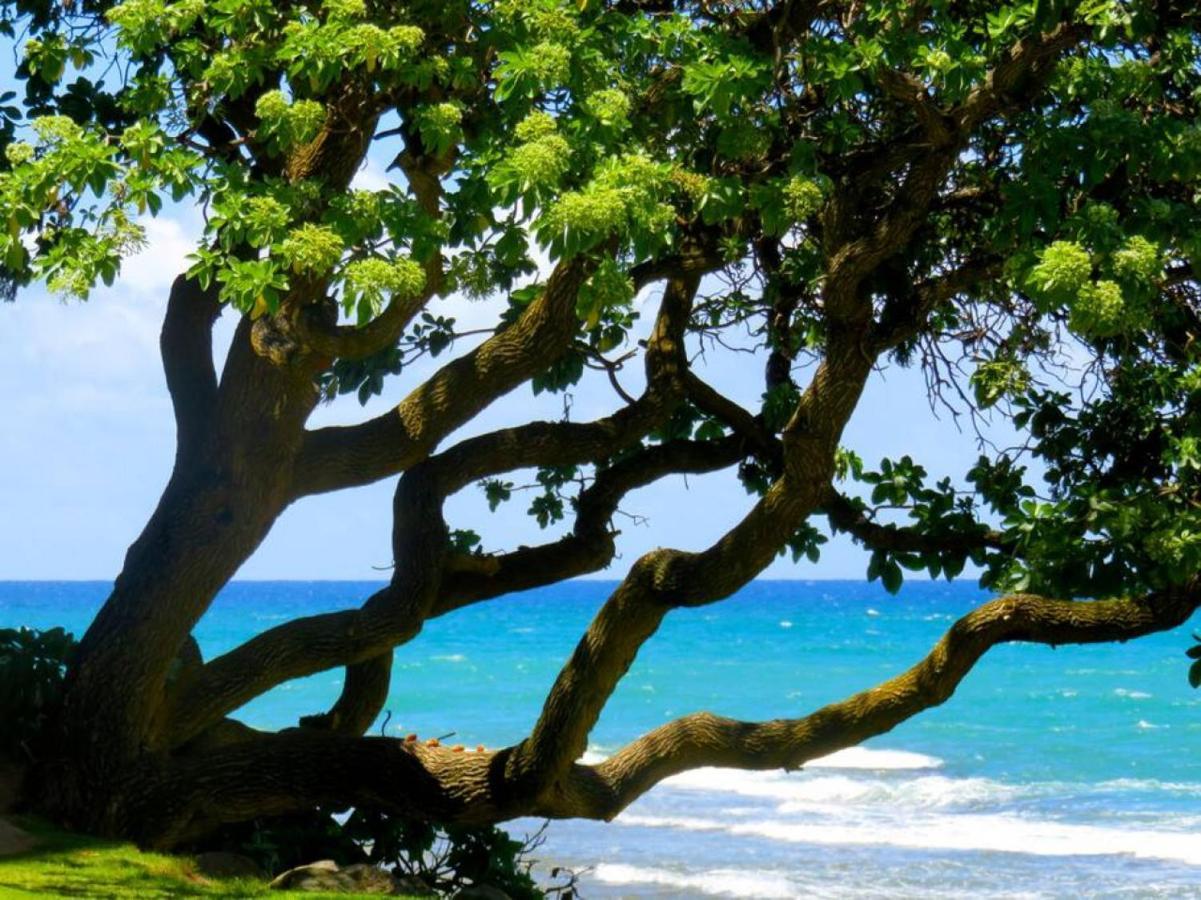 The Perfect Family Destination Villa Kahuku Kültér fotó